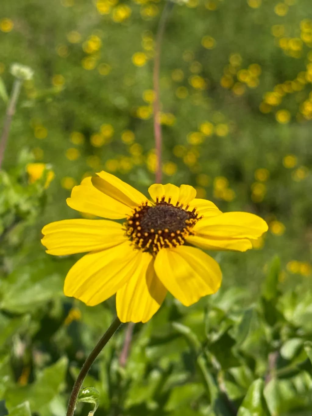 Sunny Bloom