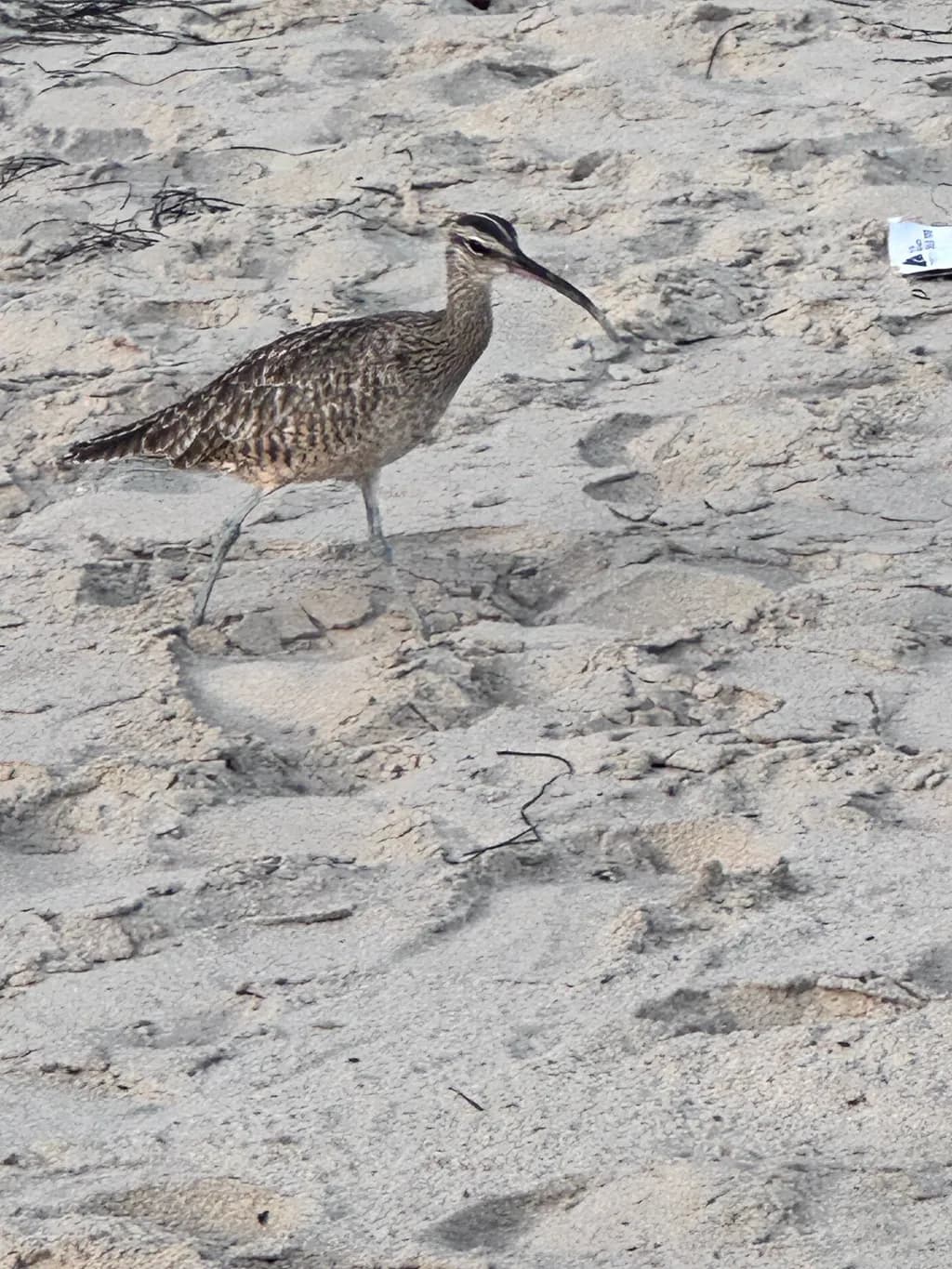 Beachside Stroll