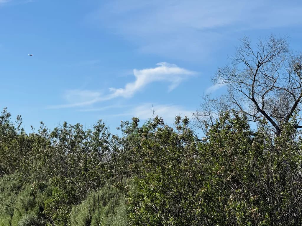 Skyward Dreams