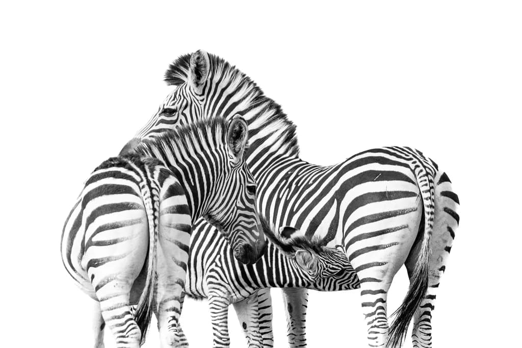 Zebra Harmony