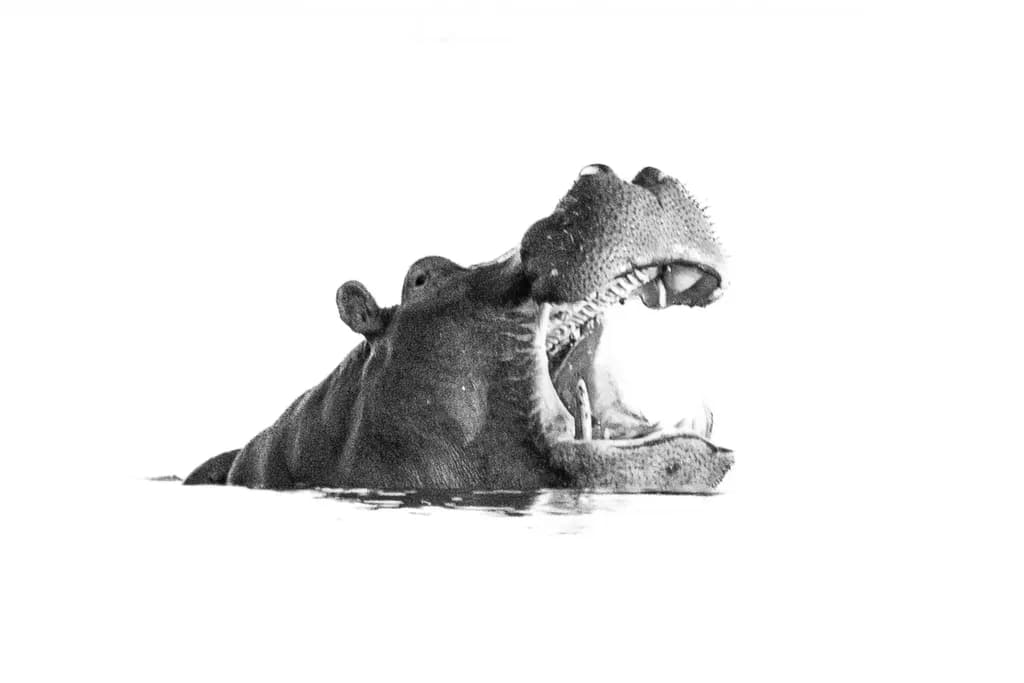 Hippo Emergence