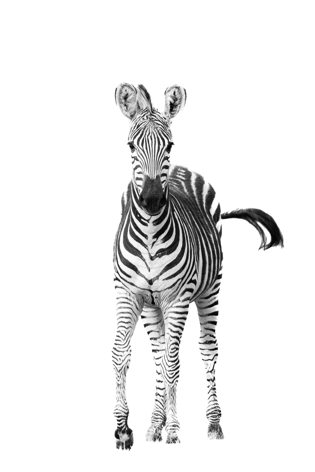 Zebra Stripes