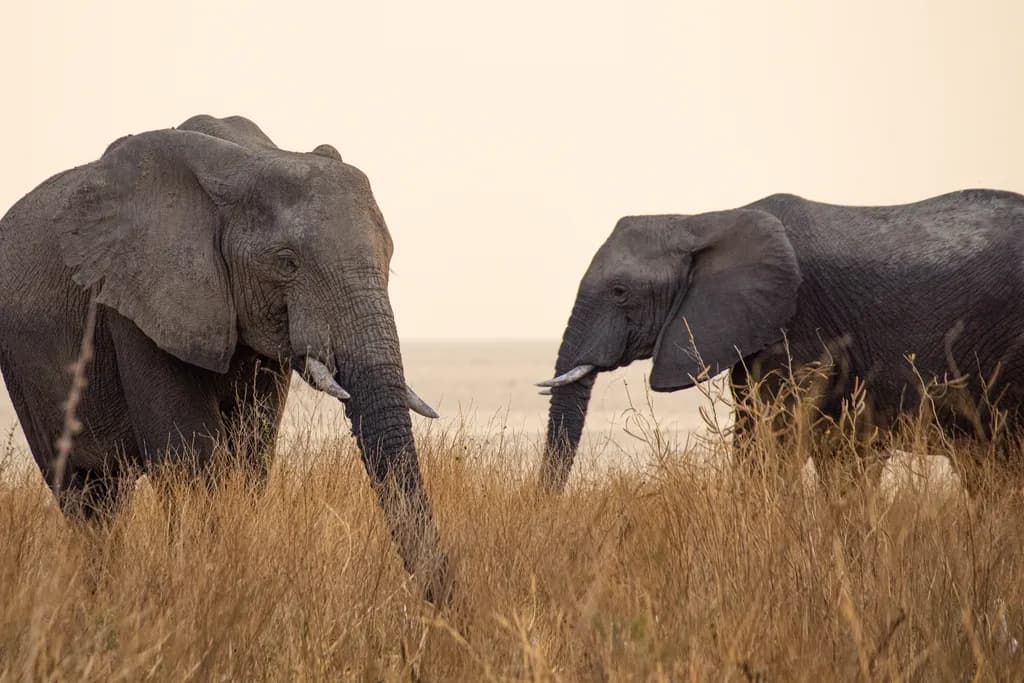 Elephant Encounter
