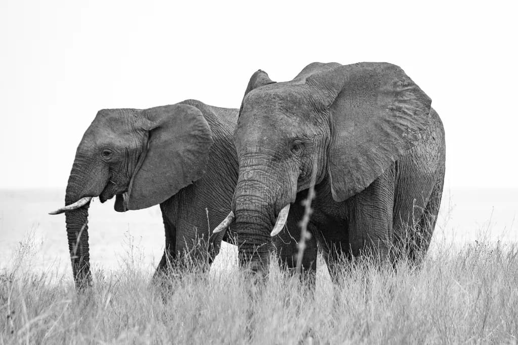 Elephant Duo
