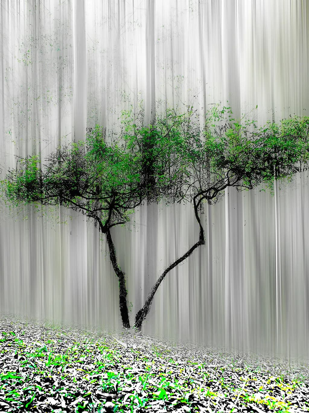 Marajoara Tree