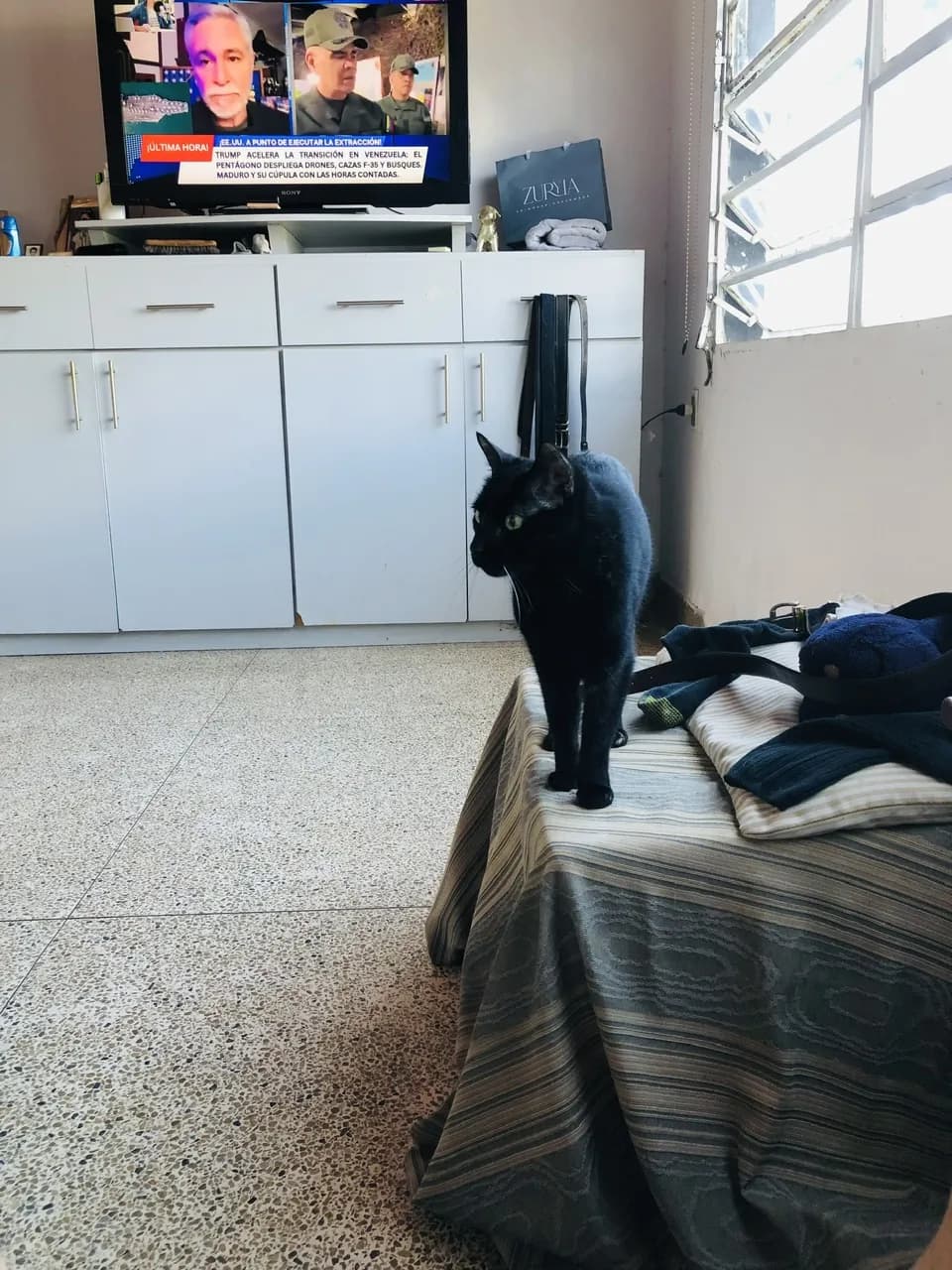 Curious Cat Moment