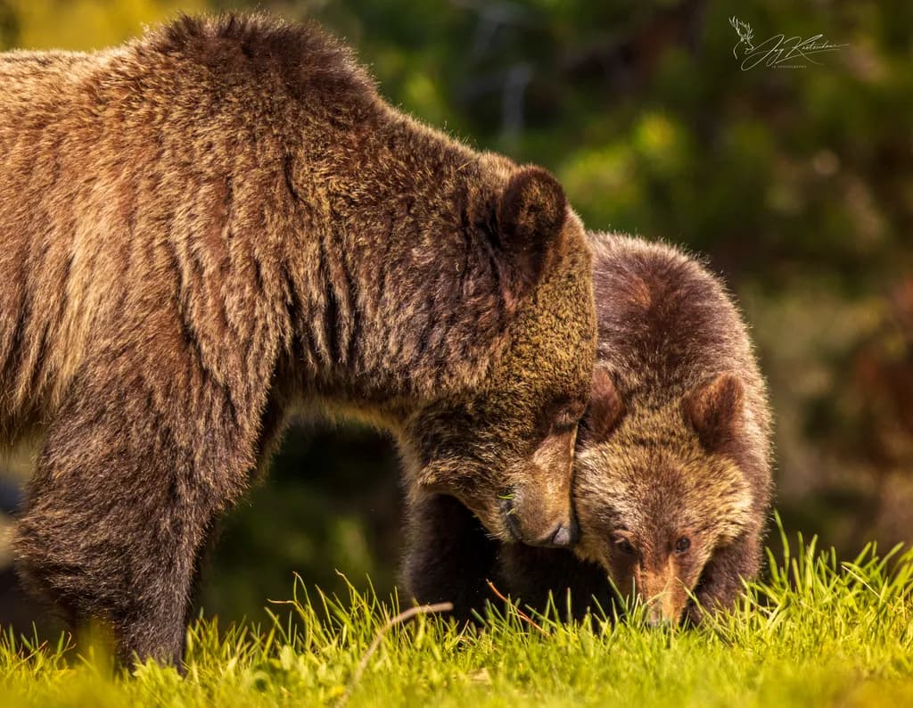 Bear Bonding