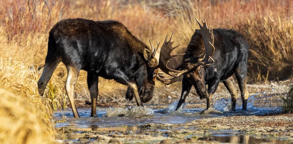 Chaos in the Creek Bed