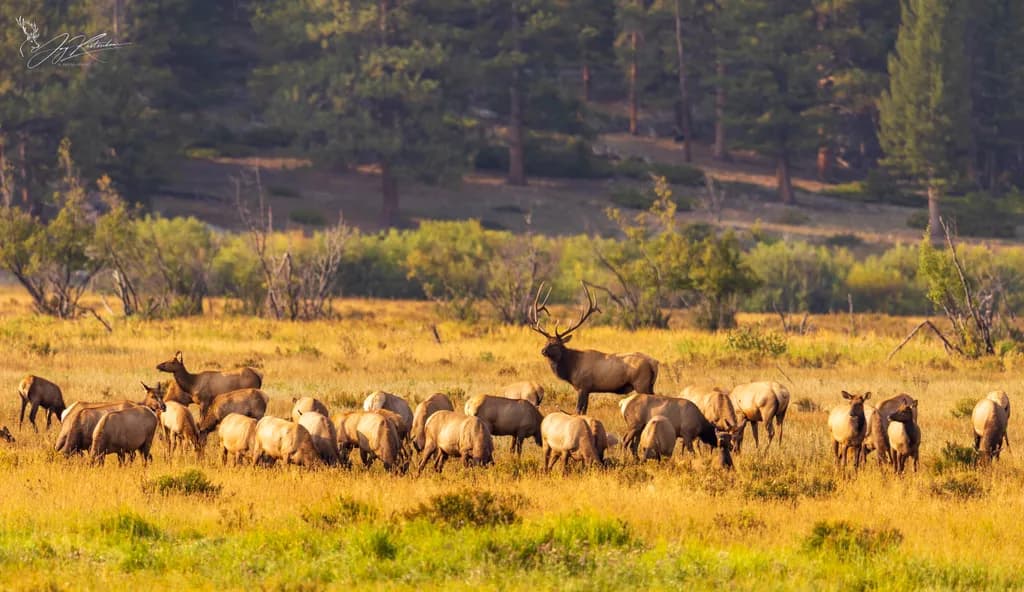 Majestic Elk Herd