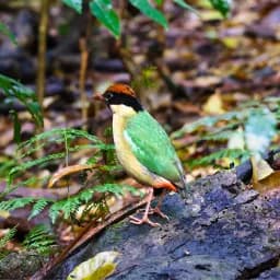 Rainforest Bird