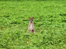 Bush Wallaby Serenity