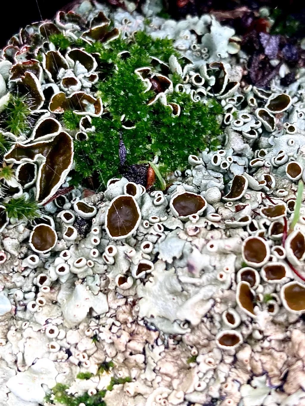 Lichen Mosaic