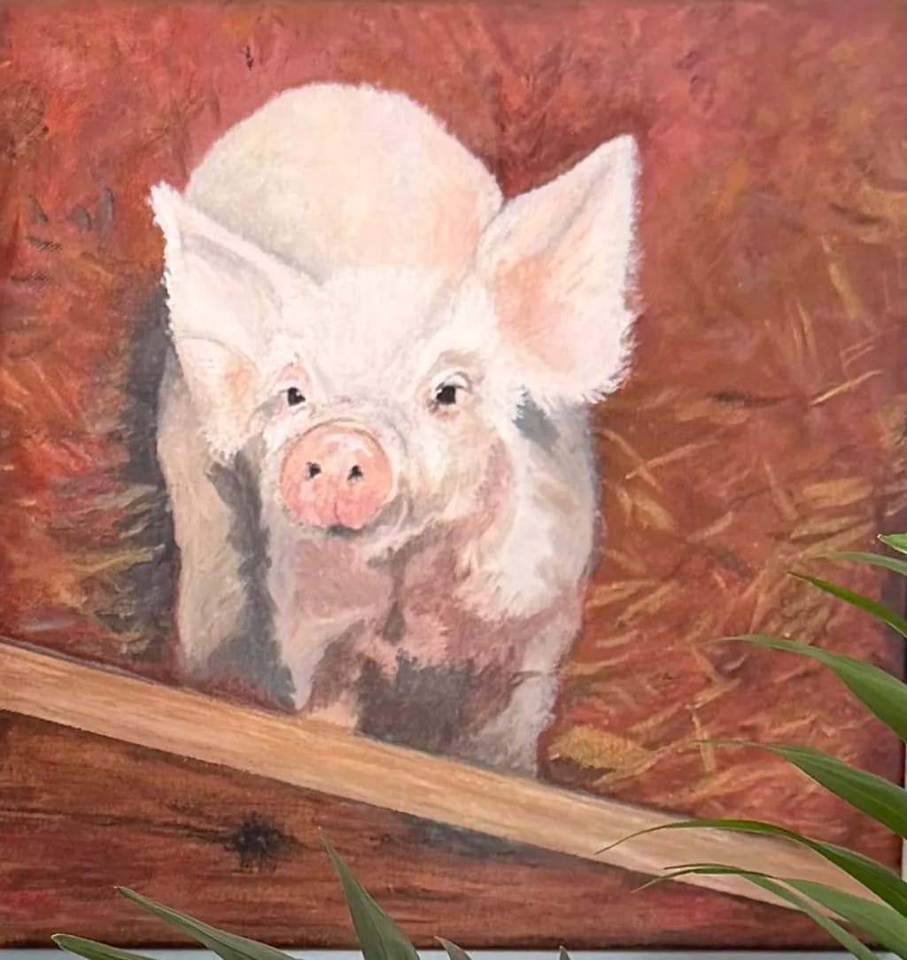 Curious Piglet