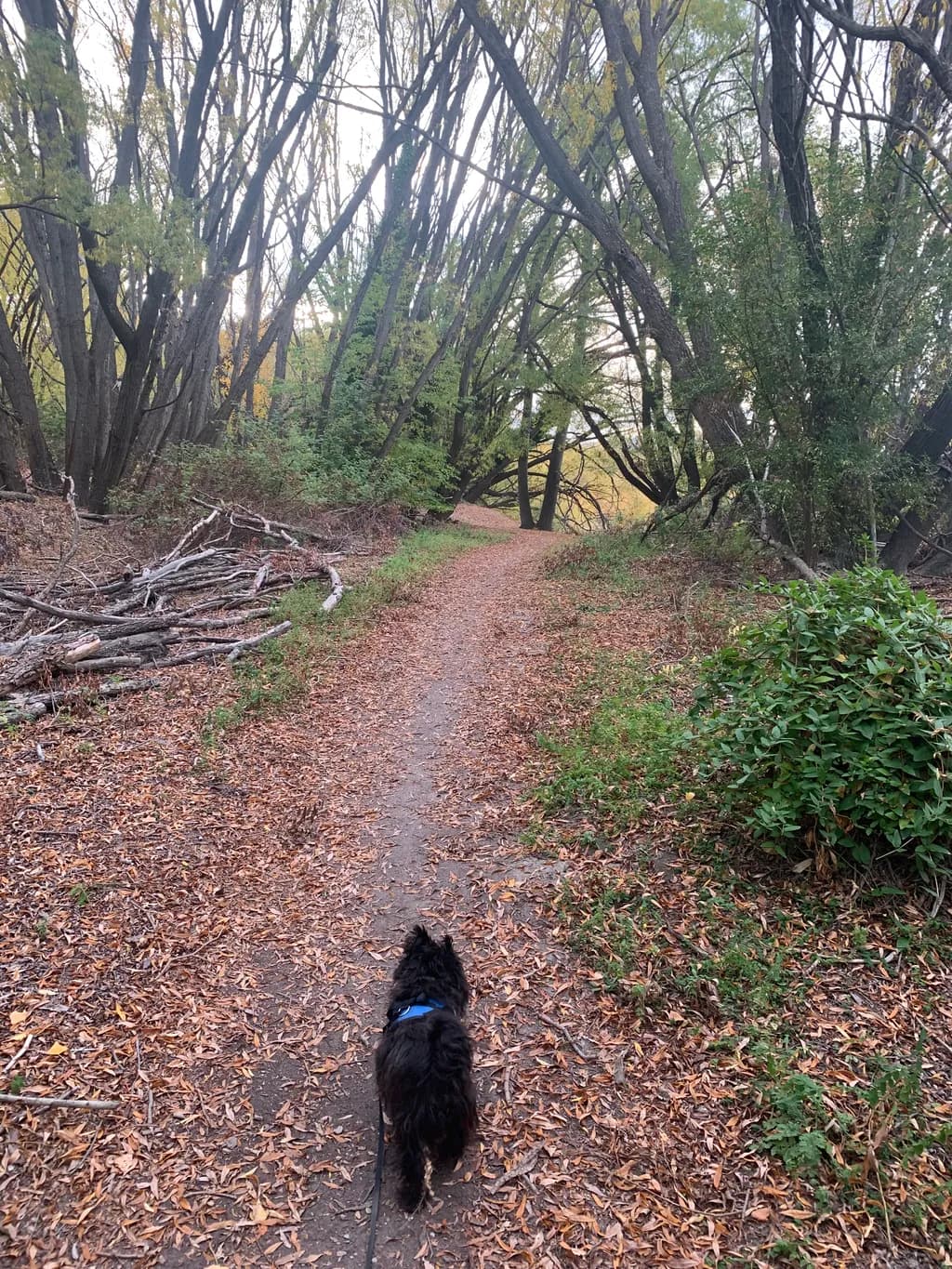 Autumn Trail Companion