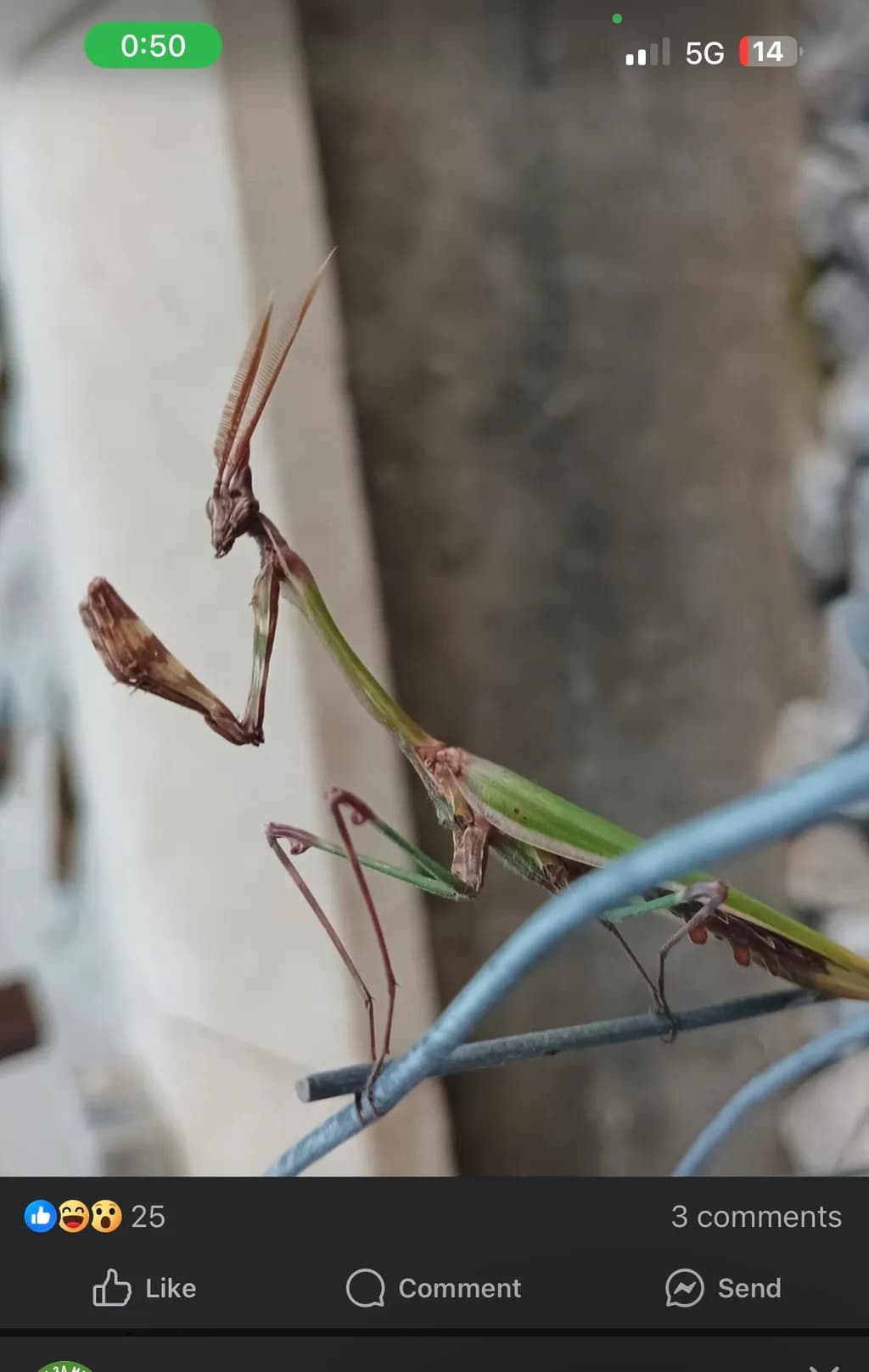Mantis Pose