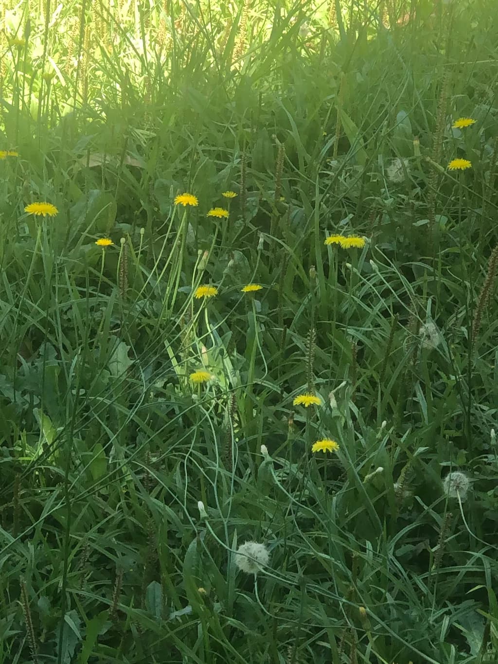 Meadow Blooms