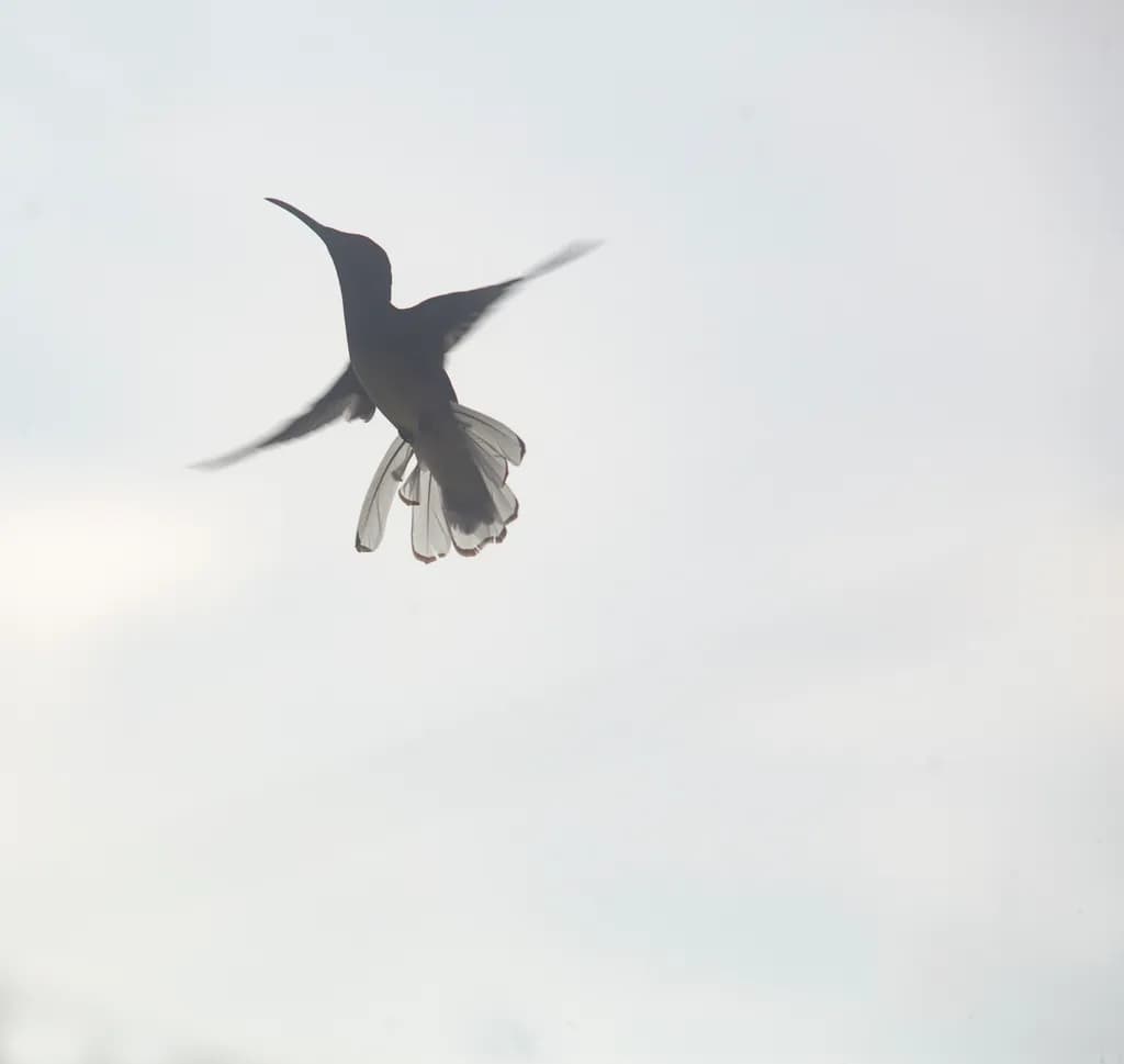 Hummingbird Silhouette