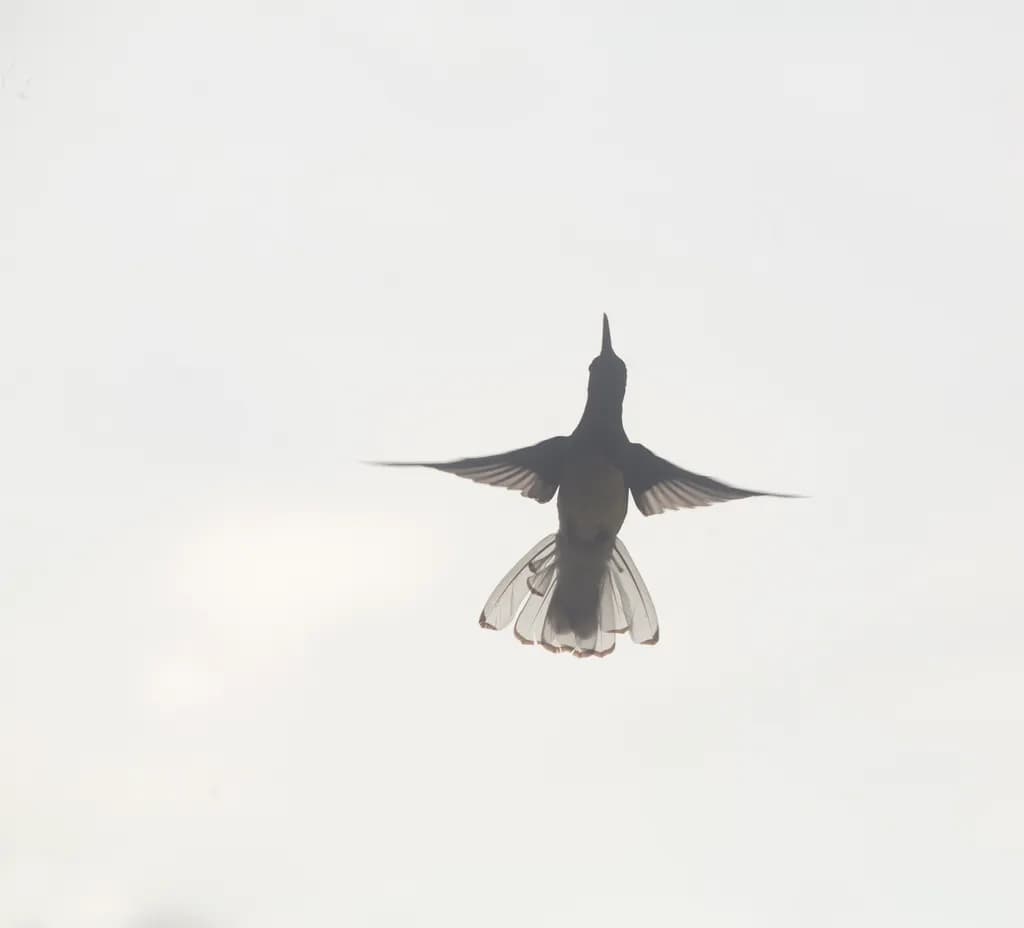 Silent Hover