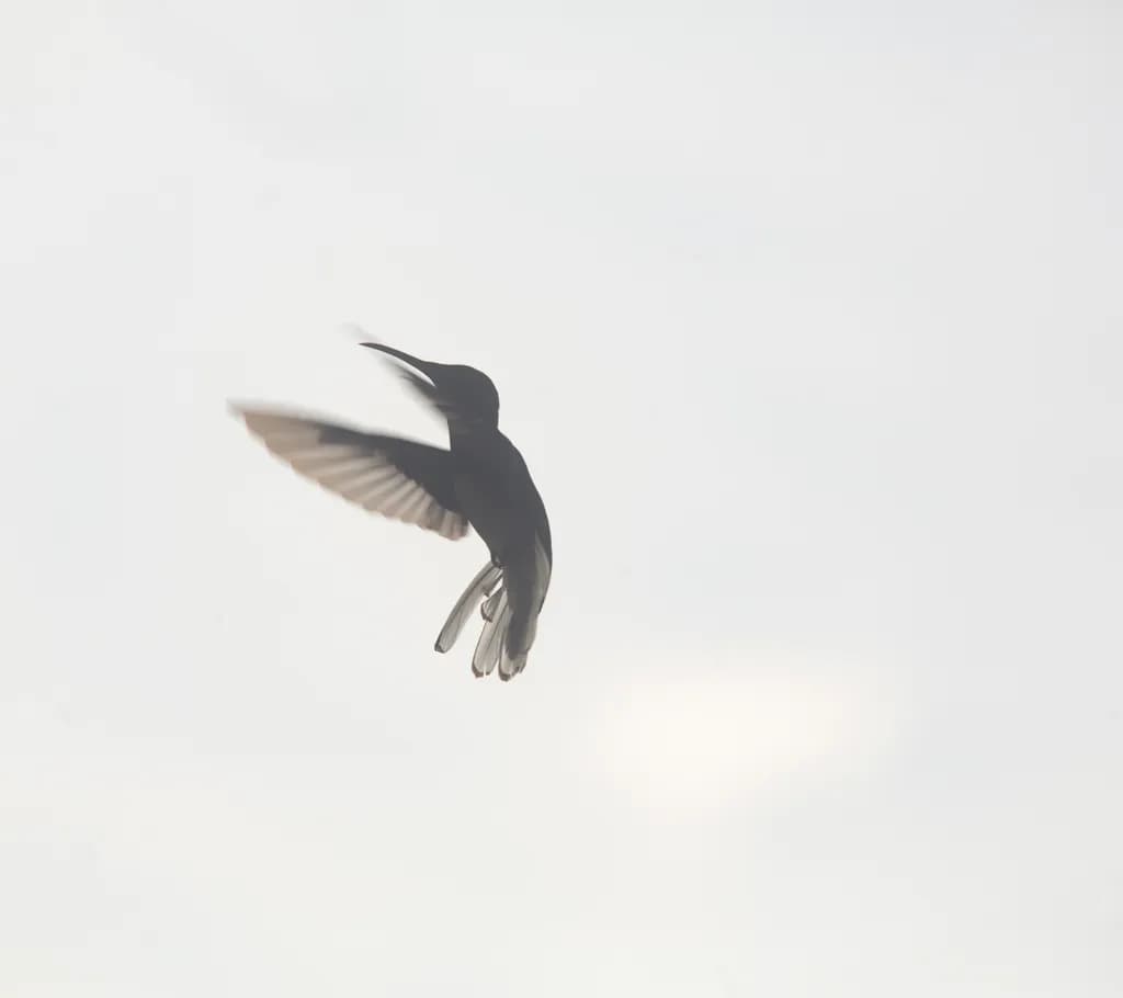 Silent Flight