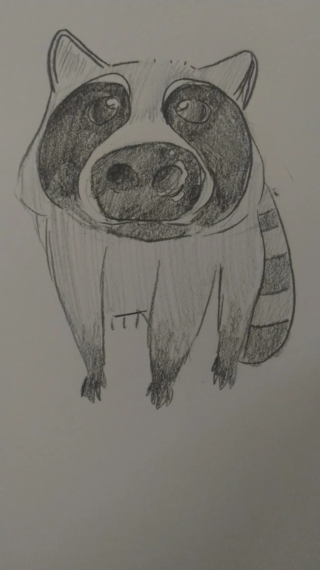 Curious Raccoon