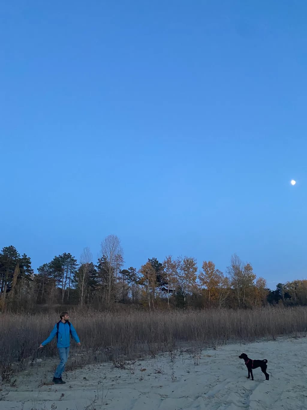 Moonlit Stroll
