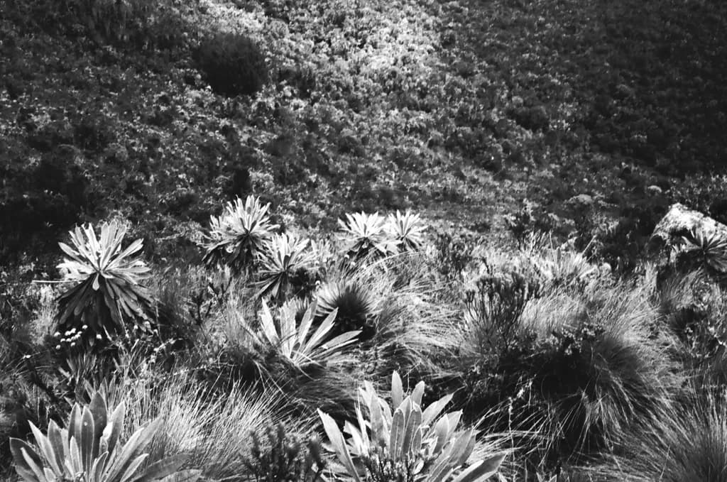 Mountain Flora