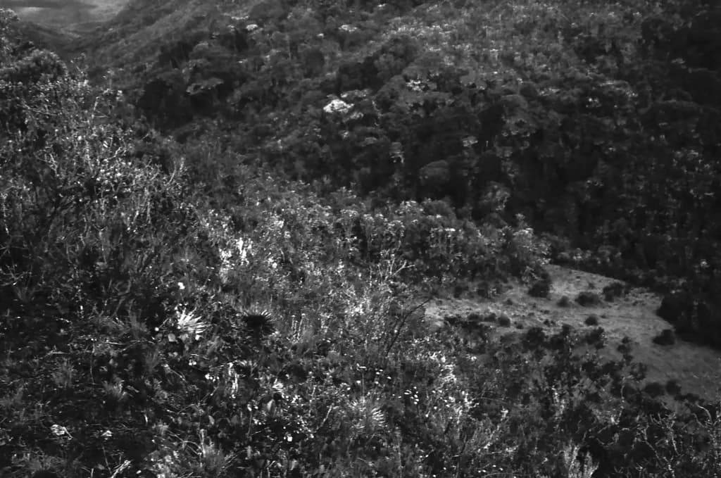 Mountain Shadows