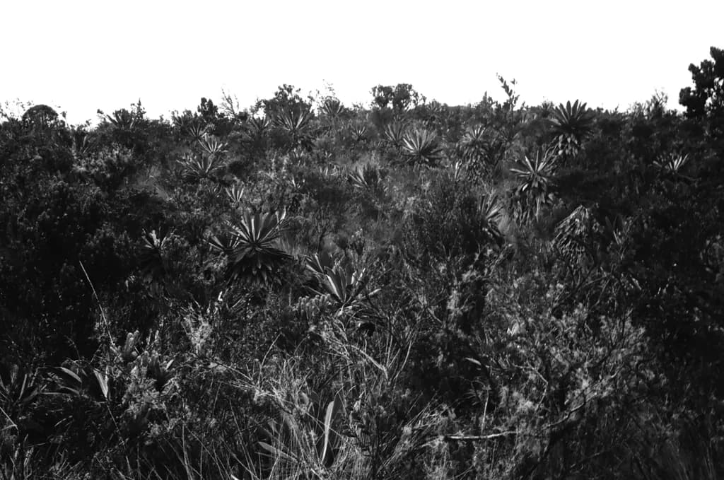 Desert Flora