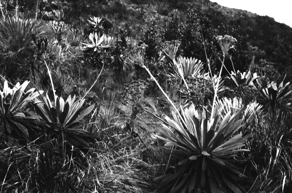 Mountain Flora