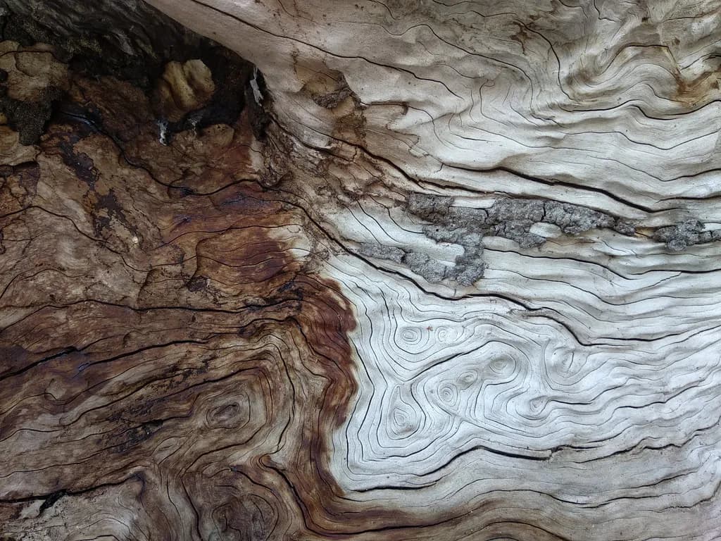 Woodland Patterns