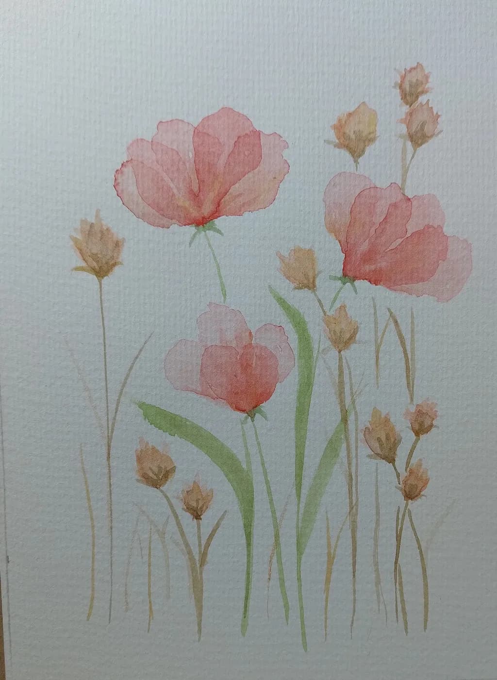 Pastel Poppy Study
