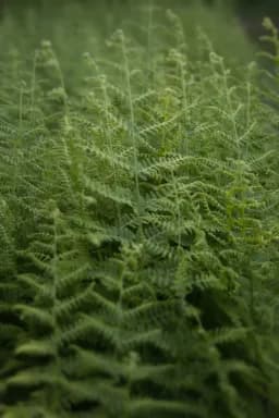 Fern