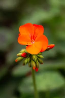 Orange Geranium and Her Buds