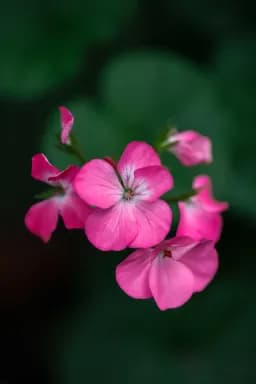 Pink Geranium