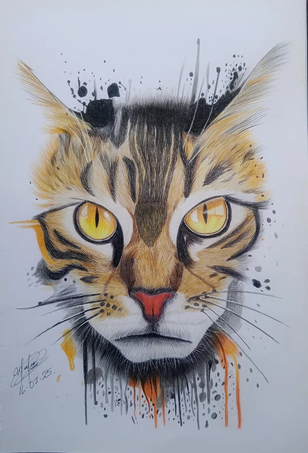 Feline Focus