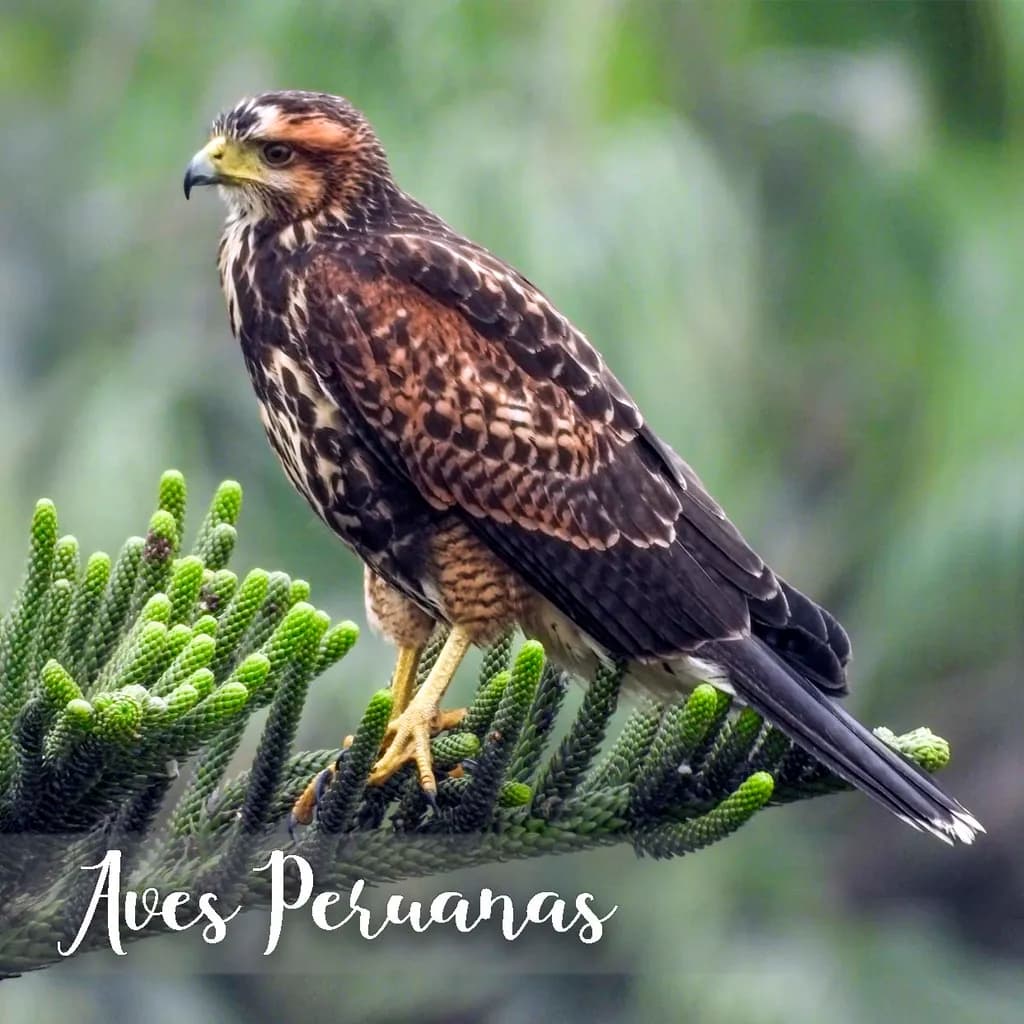 Majestic Hawk