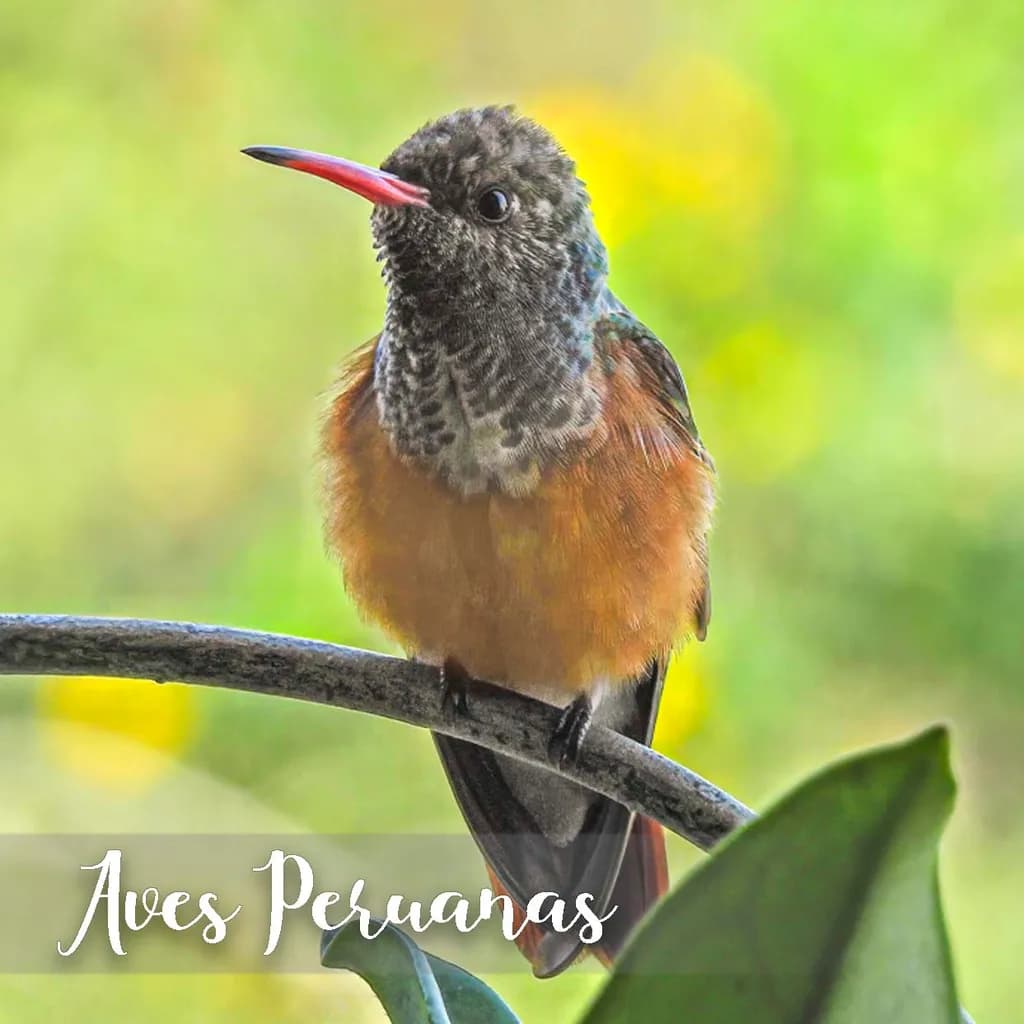 Hummingbird Harmony
