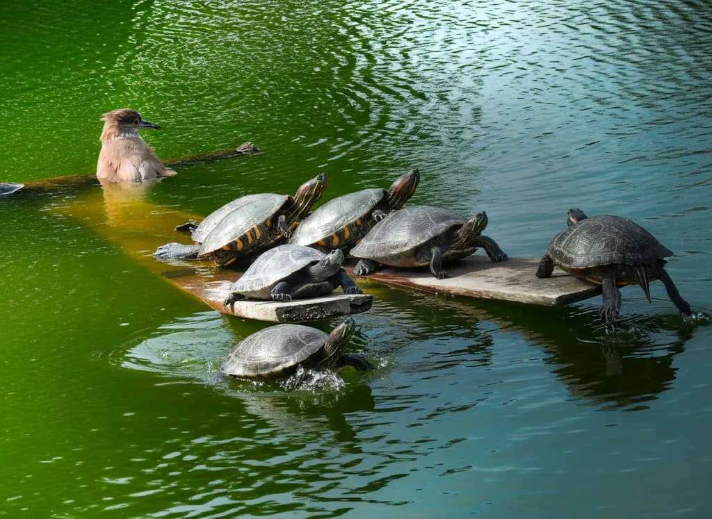 Turtle Splash