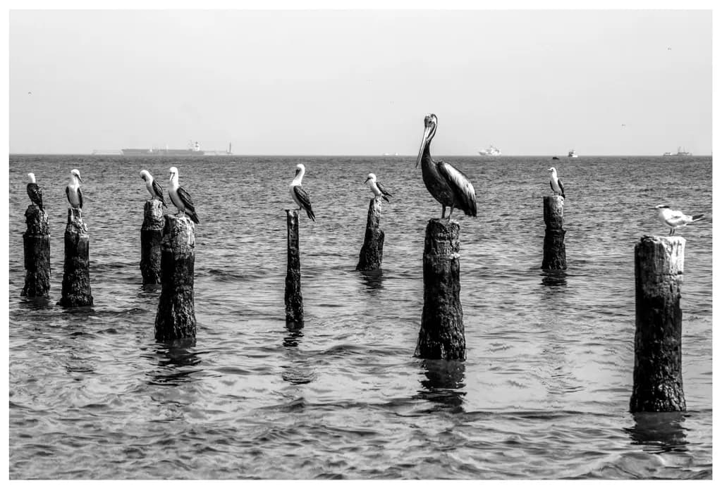 Aves Paracas