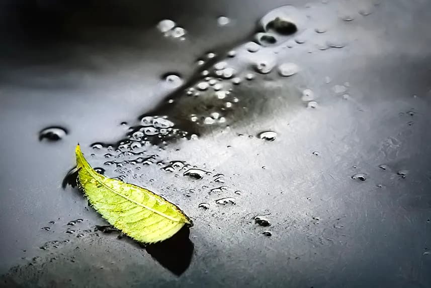 Reflective Leaf