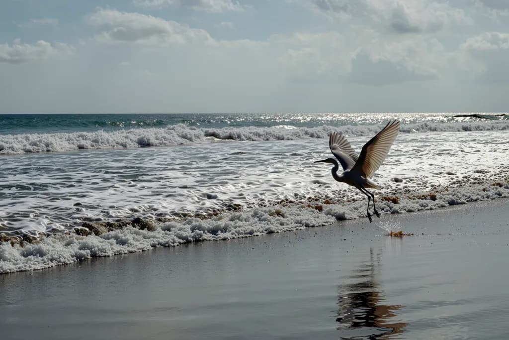 Ocean Flight