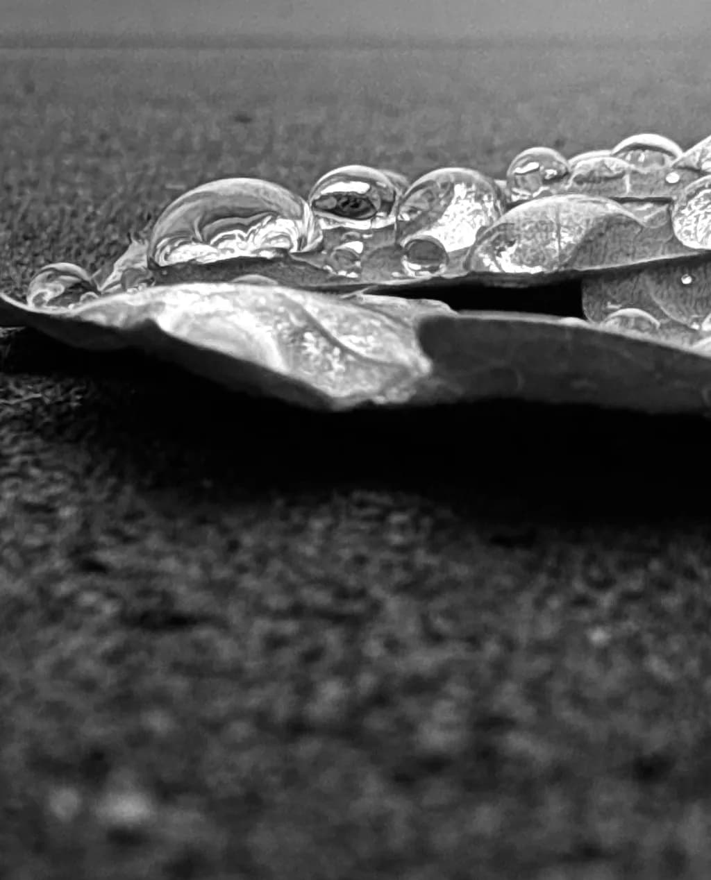Monochrome Droplets on Leaf