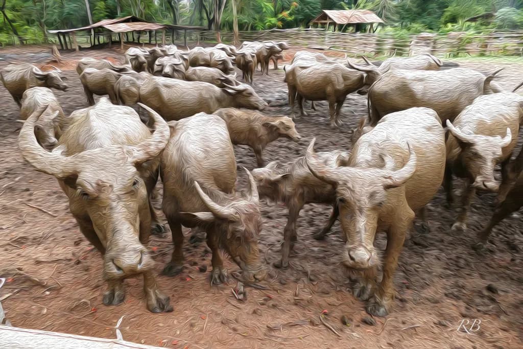 Water Buffalo Herd