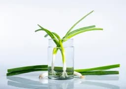 Green Onion 2 Still Life