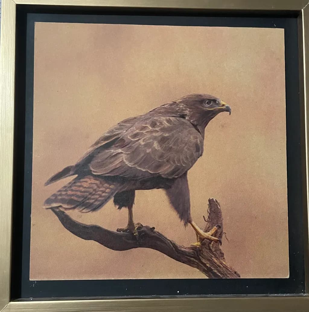 Majestic Hawk