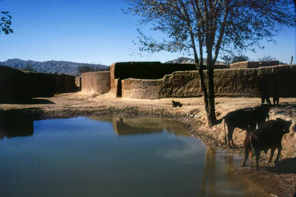 Village Oasis