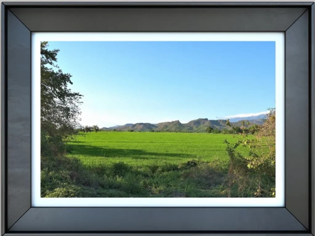 Lush Fieldscape