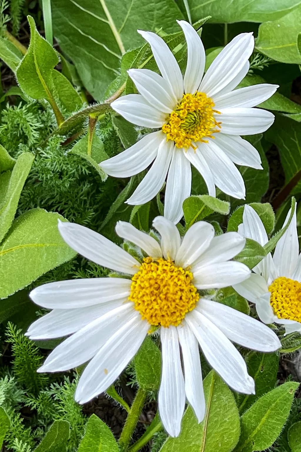Sunlit Daisies
