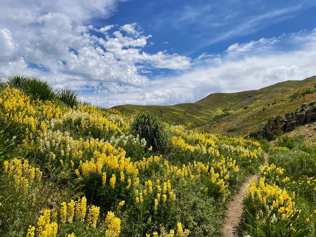 Golden Trail