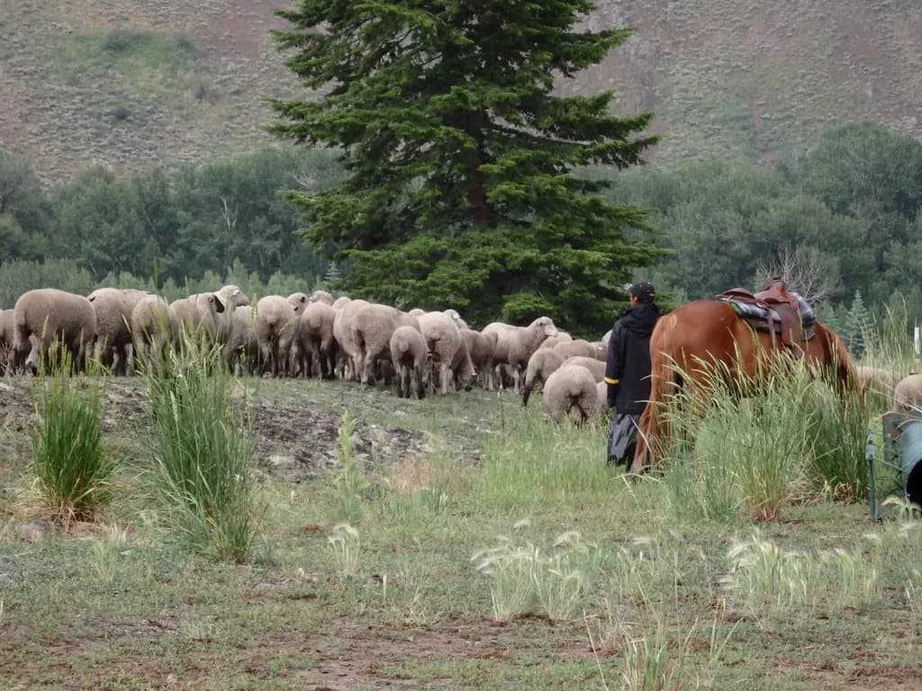 Gathering the Flock